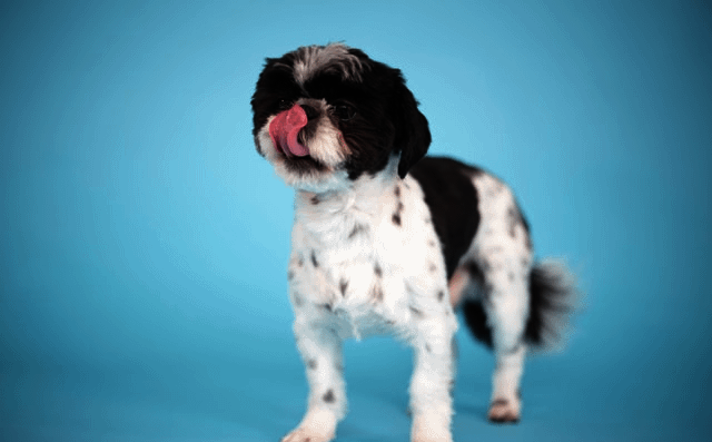 Shih Tzu Breed Information