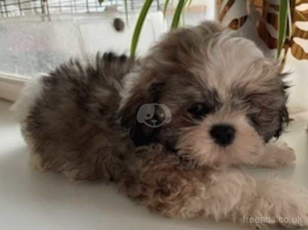 1 shih tzu for sale in Lincoln, Lincolnshire