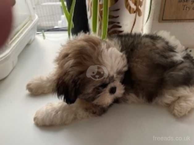 1 shih tzu for sale in Lincoln, Lincolnshire - Image 2