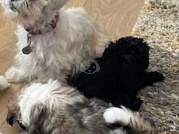 1 shih tzu for sale in Lincoln, Lincolnshire - Image 3