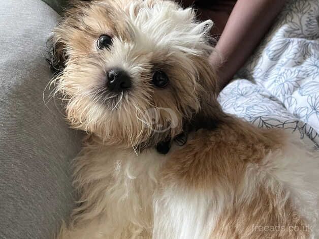 1 year and 6 months old Shit Tzu for sale in Brent, Cornwall