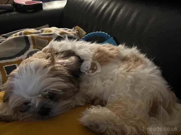 1 year and 6 months old Shit Tzu for sale in Brent, Cornwall - Image 2