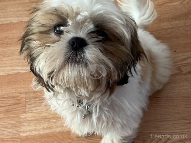 1 year and 6 months old Shit Tzu for sale in Brent, Cornwall - Image 5