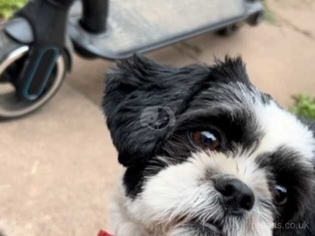 1 year old female Shih Tzu for sale in Derby, Derbyshire - Image 3