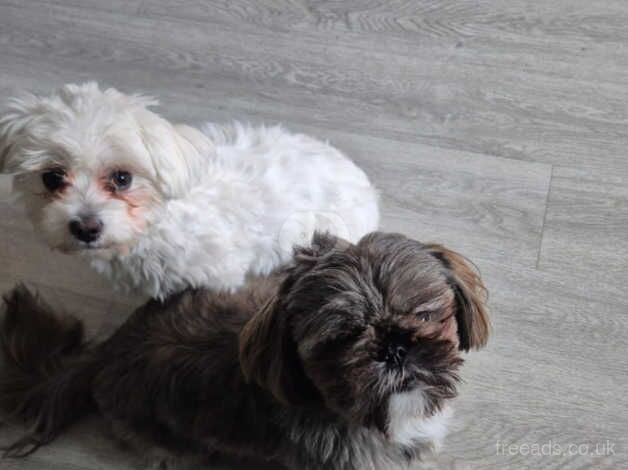 10 month old shih tzu girl for sale in Glasgow, North Lanarkshire