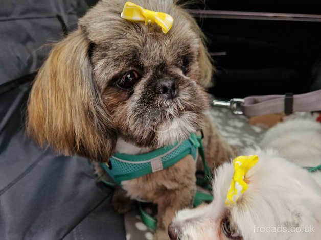 10 month old shih tzu girl for sale in Glasgow, North Lanarkshire - Image 4