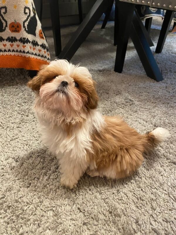 13 week old Male Shih Tzu puppy for sale in Solihull, West Midlands