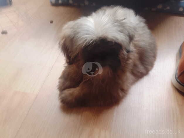 14,weeks male shihtuz pup male very loveable for sale in Limavady