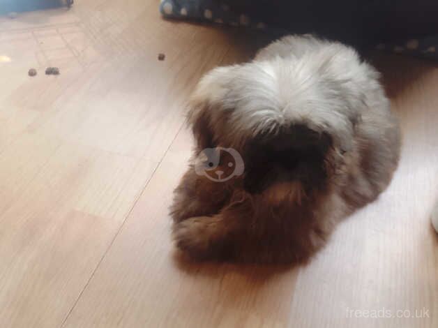 14,weeks male shihtuz pup male very loveable for sale in Limavady - Image 2