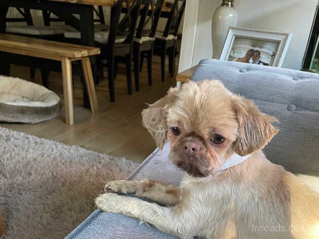 2 adult shih tzu Dogs for sale in Deeside - Image 2