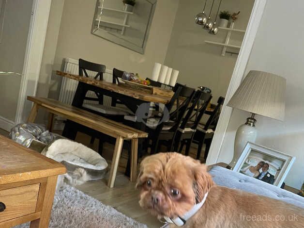 2 adult shih tzu Dogs for sale in Deeside - Image 3