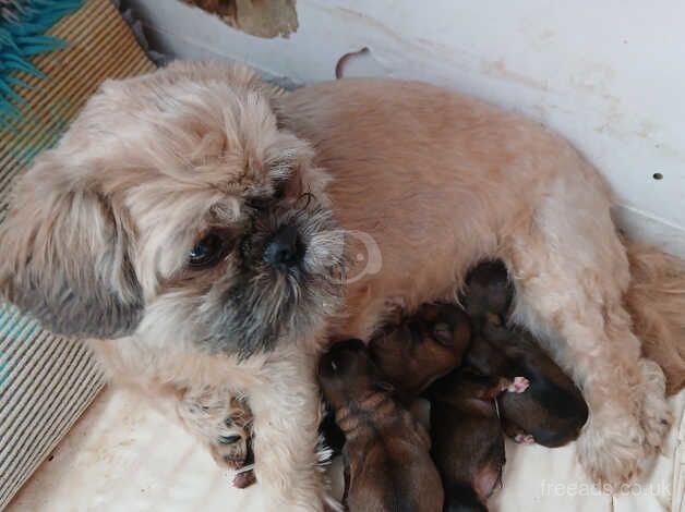 2 Boy Shih Tzu for sale from KC parents for sale in Penysarn, Isle of Anglesey