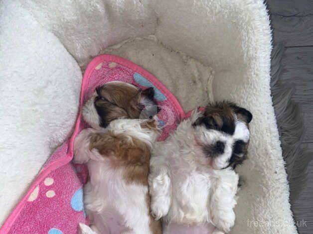 2 gorgeous girls for sale in Sunderland, Tyne and Wear