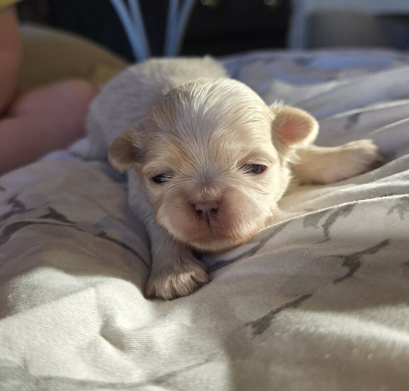 2 Gorgeous imperial shih-tzu boys for sale in Weston-super-Mare, Somerset