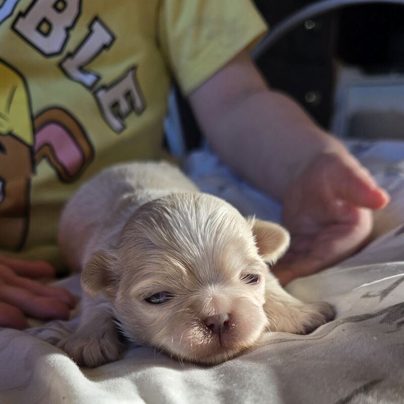 2 Gorgeous imperial shih-tzu boys for sale in Weston-super-Mare, Somerset - Image 3