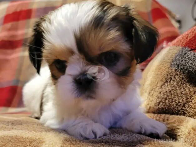 (2) Shih tzu girls & (2) Shih tzu boys for sale in Oldham, Greater Manchester