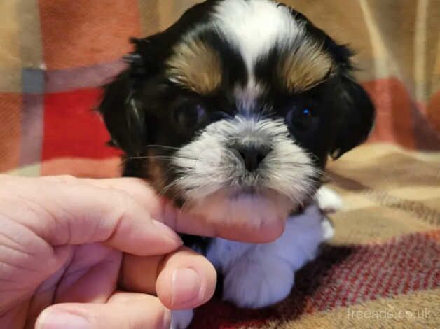 (2) Shih tzu girls & (2) Shih tzu boys for sale in Oldham, Greater Manchester - Image 2