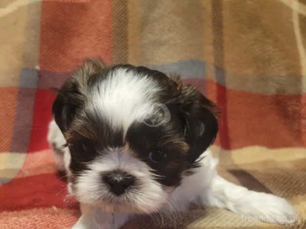 (2) Shih tzu girls & (2) Shih tzu boys for sale in Oldham, Greater Manchester - Image 3