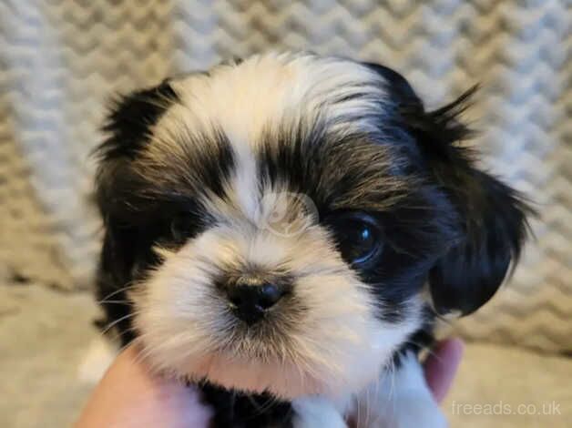 (2) Shih tzu girls & (2) Shih tzu boys for sale in Oldham, Greater Manchester - Image 4