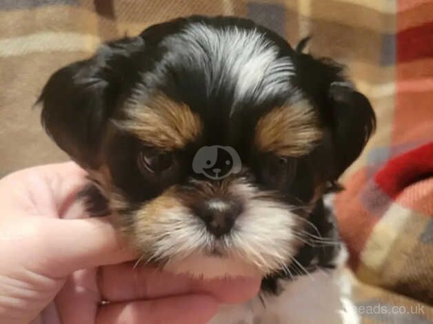 (2) Shih tzu girls & (2) Shih tzu boys for sale in Oldham, Greater Manchester - Image 5