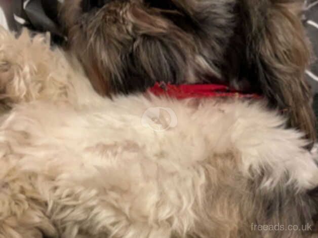 20months old shih tzu male for sale in Carrickfergus, Carrickfergus