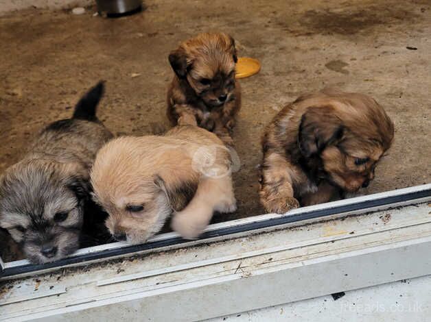 3/4 Shih tzus 1/4 sausage dog 6 week old for sale in Chesterfield, Derbyshire - Image 1