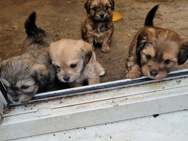 3/4 Shih tzus 1/4 sausage dog 6 week old for sale in Chesterfield, Derbyshire - Image 2