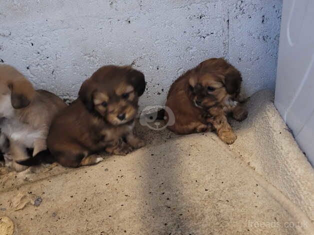 3/4 Shih tzus 1/4 sausage dog 6 week old for sale in Chesterfield, Derbyshire - Image 3