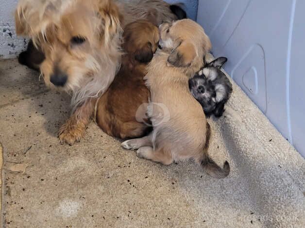 3/4 Shih tzus 1/4 sausage dog 6 week old for sale in Chesterfield, Derbyshire - Image 4