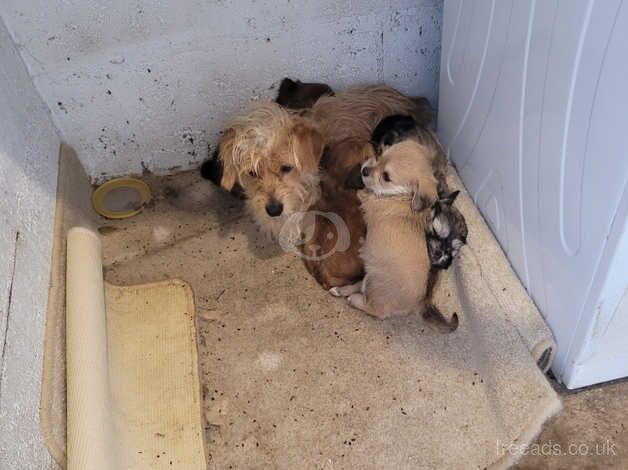 3/4 Shih tzus 1/4 sausage dog 6 week old for sale in Chesterfield, Derbyshire - Image 5