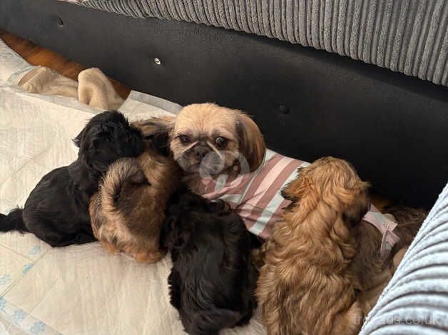 3 beautiful shih Tzus for sale in St Helens, Merseyside - Image 4