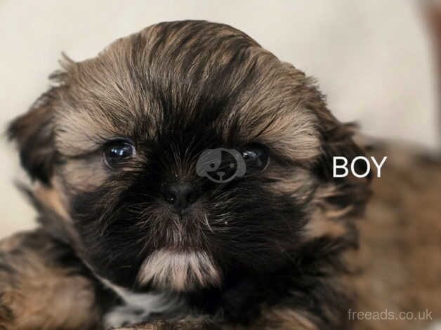 4 Gorgeous shihtzu pups for sale in Warrington, Cheshire