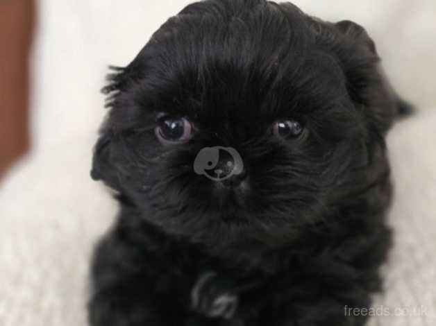 4 Gorgeous shihtzu pups for sale in Warrington, Cheshire - Image 2