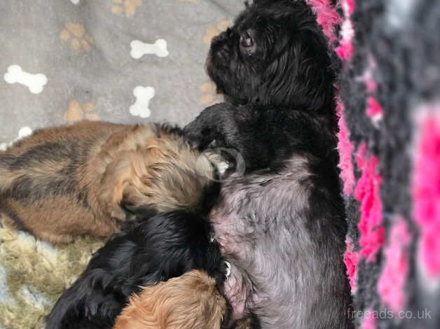 4 Gorgeous shihtzu pups for sale in Warrington, Cheshire - Image 4