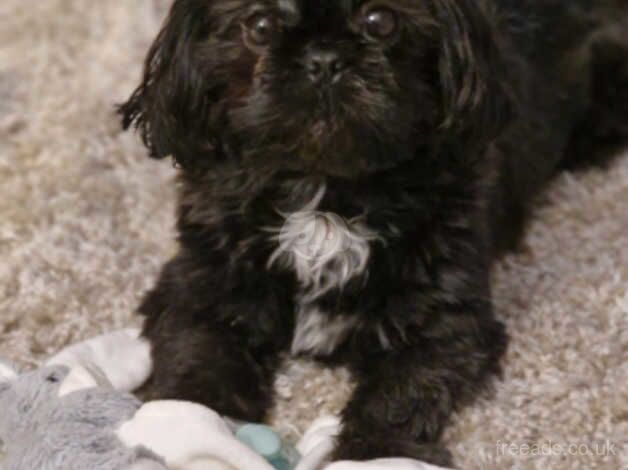 4 Gorgeous shihtzu pups for sale in Warrington, Cheshire - Image 5