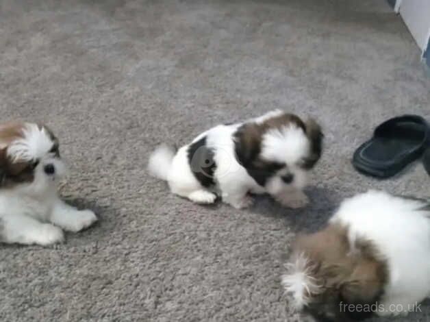 3 Pure Bred Shih Tzu's for sale in Manchester, Greater Manchester