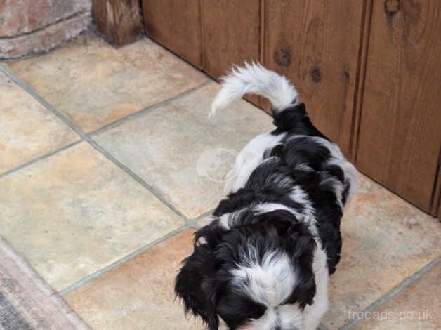 3 shih tzu cross cocker spaniel puppies Cock-a-tzu. for sale in Churchstow, Devon