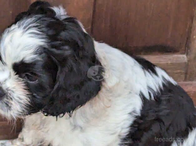 3 shih tzu cross cocker spaniel puppies Cock-a-tzu. for sale in Churchstow, Devon - Image 2