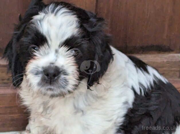 3 shih tzu cross cocker spaniel puppies Cock-a-tzu. for sale in Churchstow, Devon - Image 3