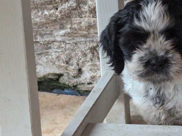 3 shih tzu cross cocker spaniel puppies Cock-a-tzu. for sale in Churchstow, Devon - Image 4