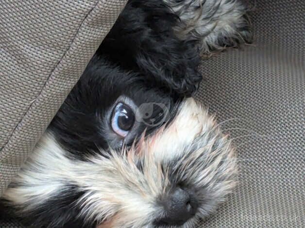 3 shih tzu cross cocker spaniel puppies Cock-a-tzu. for sale in Churchstow, Devon - Image 5