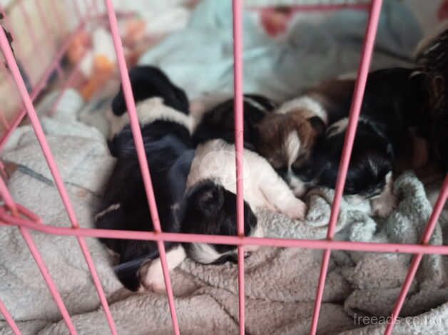 4 beautiful Shih Tzu puppies for sale in Cheltenham, Gloucestershire