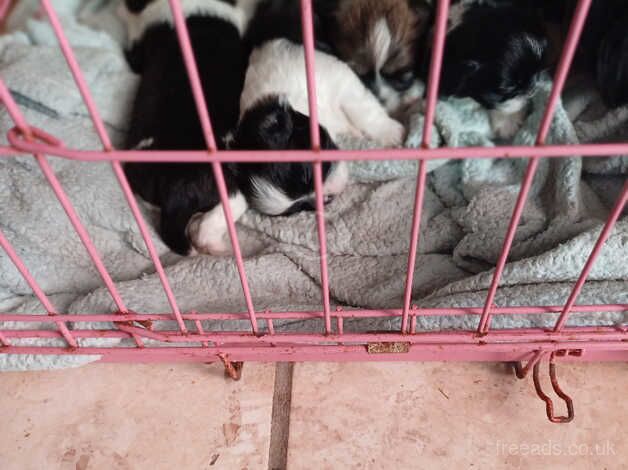 4 beautiful Shih Tzu puppies for sale in Cheltenham, Gloucestershire - Image 2