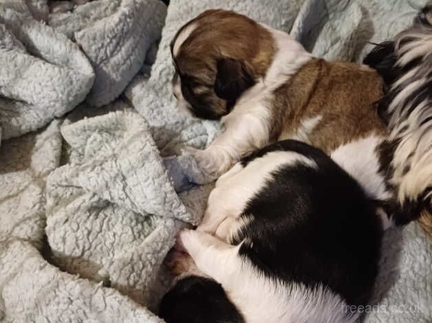 4 beautiful Shih Tzu puppies for sale in Cheltenham, Gloucestershire - Image 4