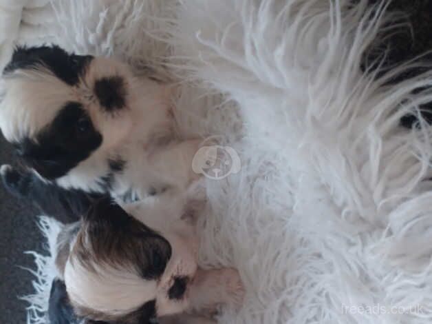 4 beutifull imperial shitzhu pups for sale in Bishop Auckland, County Durham