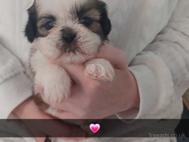 4 beutifull imperial shitzhu pups for sale in Bishop Auckland, County Durham - Image 2