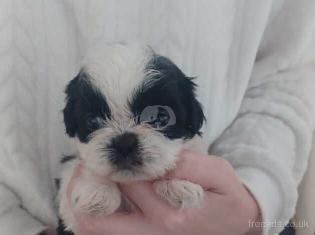 4 beutifull imperial shitzhu pups for sale in Bishop Auckland, County Durham - Image 4