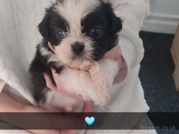 4 beutifull imperial shitzhu pups for sale in Bishop Auckland, County Durham - Image 5