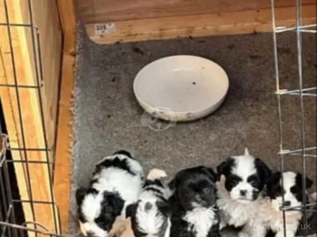 4 Black&White & 1 Jet Black Shih Tzu puppies for sale in Scunthorpe, Lincolnshire