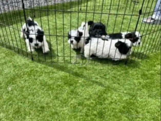 4 Black&White & 1 Jet Black Shih Tzu puppies for sale in Scunthorpe, Lincolnshire - Image 2